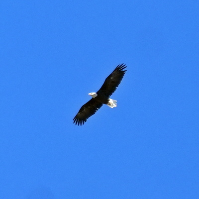 Eagle